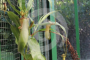 Nephentes tropical carnivore pitcher plantphoto,Nepenthes mirabilis, Asian species, Introduced species