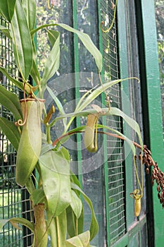 Nephentes tropical pitcher plant details photo,Nepenthes mirabilis, Asian species, Introduced species photo