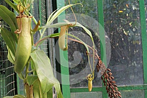 Nephentes tropical pitcher plant details photo,Nepenthes mirabilis, Asian species, Introduced species photo