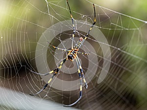 Nephila clavata Joro orb weaver spider on web 2