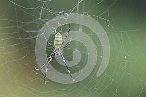 Nephila Clavata, Joro Spider in web. In kawasaki garden,