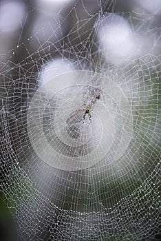 Nephila Clavata, Jorou Spider, common spider in Japan, Korea, Taiwan and China