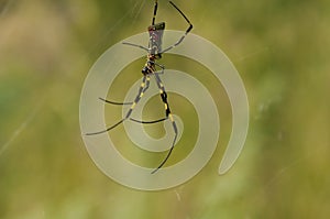 Nephila Clavata Spider