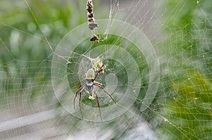 Nephila eating prey.