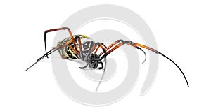 Nephila inaurata, red-legged golden orb-weaver spider,