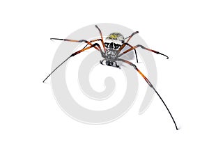 Nephila inaurata, red-legged golden orb-weaver spider