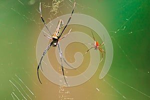 Nephila maculata spiders lie on the leaves to trap prey