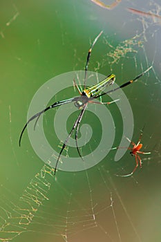 Nephila maculata spiders lie on the leaves to trap prey