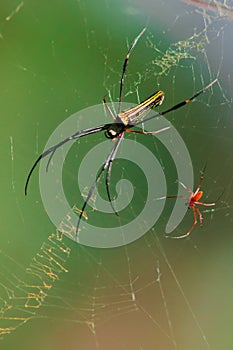 Nephila maculata spiders lie on the leaves to trap prey