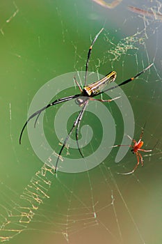 Nephila maculata spiders lie on the leaves to trap prey