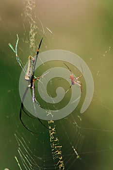 Nephila maculata spiders lie on the leaves to trap prey