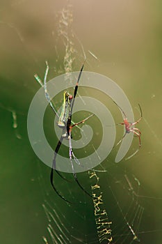 Nephila maculata spiders lie on the leaves to trap prey