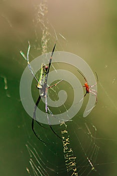 Nephila maculata spiders lie on the leaves to trap prey