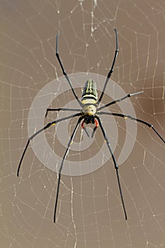 Nephila Pilipes