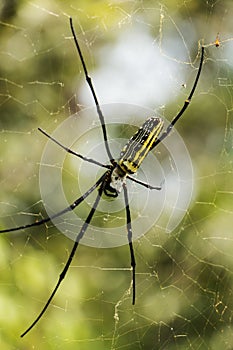 Nephila pilipes