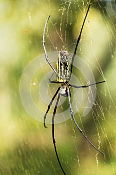 Nephila pilipes
