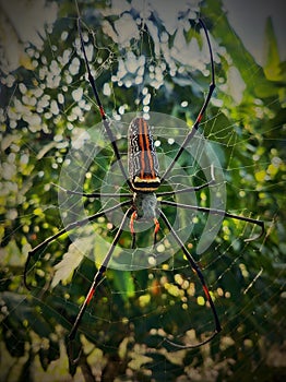 NEPHILA PILIPES IMAGE