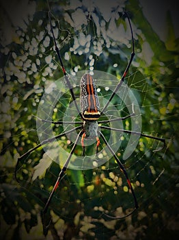 Nephila Pilipes Spider