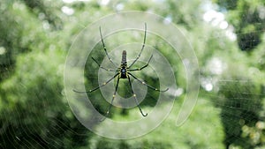 nephila pilipes spider