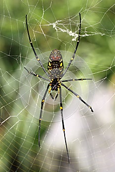 Nephila pilipes spider