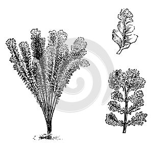 Nephrodium Molle Corymbiferum vintage illustration