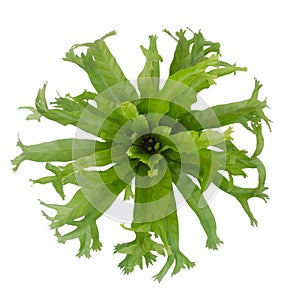 Nephrolepis biserrata Scott fern photo