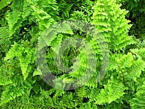 Nephrolepis cordifolia plant, green leaves and branches