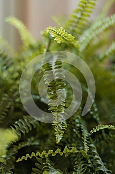 Nephrolepis exaltata ,Boston fern, Green Lady . Nice and modern space of home interior. Home garden.Green fern with