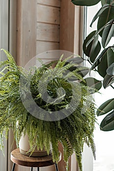 Nephrolepis exaltata ,Boston fern, Green Lady . Nice and modern space of home interior. Home garden.Green fern with photo
