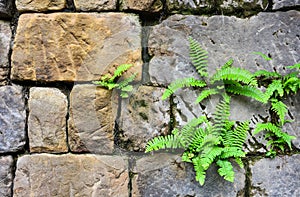 Nephrolepis exaltata fern growing between a space of stone brick wall