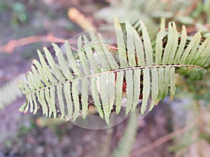 Nephrolepis exaltata, known as the sword fern or Boston fern, is a species of fern in the family Nephrolepidaceae photo