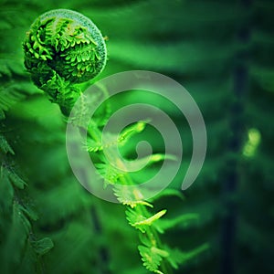 Nephrolepis exaltata The Sword Fern. Fresh green fern bush in detail,
