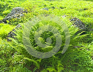 Nephrolepis exaltata The Sword Fern - a species of fern in the family Lomariopsidaceae