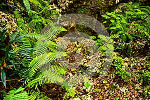 Nephrolepis exaltata The Sword Fern - species of fern in the family Lomariopsidaceae