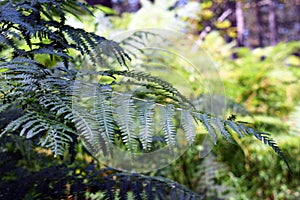 Nephrolepis exaltata The Sword Fern - a species of fern in the family Lomariopsidaceae