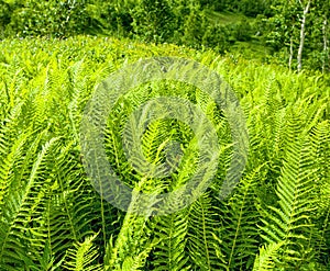 Nephrolepis exaltata The Sword Fern - a species of fern in the family Lomariopsidaceae