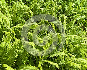 Nephrolepis exaltata The Sword Fern - a species of fern in the family Lomariopsidaceae.