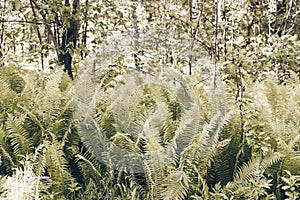 Nephrolepis exaltata The Sword Fern - a species of fern in the family Lomariopsidaceae. Toned. Stock photography.