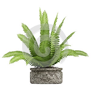 Nephrolepis fern houseplant photo