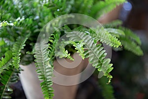 Nephrolepis or fern in a pot. Selective focus. Close-up photo