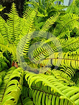 Nephrolepis is a genus of a group of ferns with about 40 species that are easily recognized because of their elongated prongs.