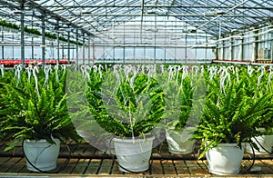 Nephrolepis Green Lady, houseplants cultivated as decorative or ornamental flower, growing in greenhouse, ready for transport for