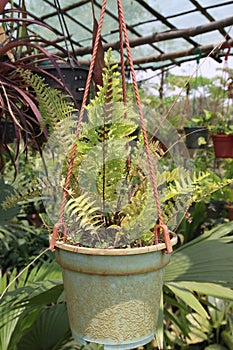 Nephrolepis leaf plant on pot photo