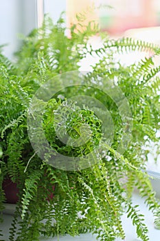 Nephrolepsis biserrata green leafs fern. home potted plant. vertical