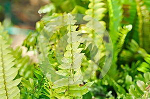 Nephrolepsis cordifolia or Sword fern ,  NEPHROLEPIDACEAE or Nephrolepsis cordifolia  bicolor photo