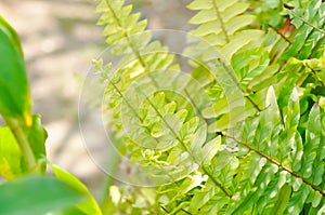 Nephrolepsis cordifolia or Sword fern ,  NEPHROLEPIDACEAE or Nephrolepsis cordifolia  bicolor photo