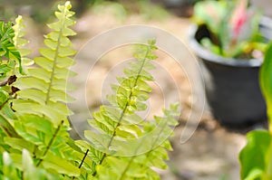 Nephrolepsis cordifolia or Sword fern ,  NEPHROLEPIDACEAE or Nephrolepsis cordifolia  bicolor photo