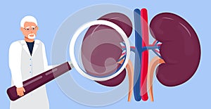 Nephrologist and nephropathy concept vector. Tiny doctors treat, looks through a magnifying glass at kidneys photo