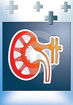 nephrology