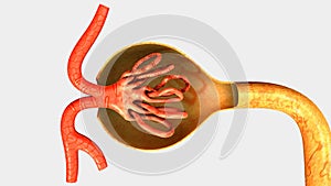 Nephron